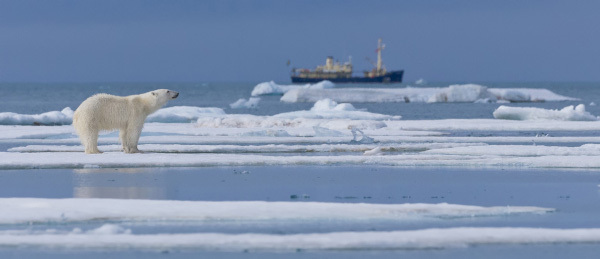 В Карском море белый медведь подошел к стоящему ледоколу. медведь, Карское море, ледокол