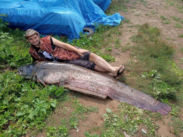В Самарской области рыбак поймал сома весом 82 килограмма. рыба, рыбак, рыбалка, сом, Самарская область