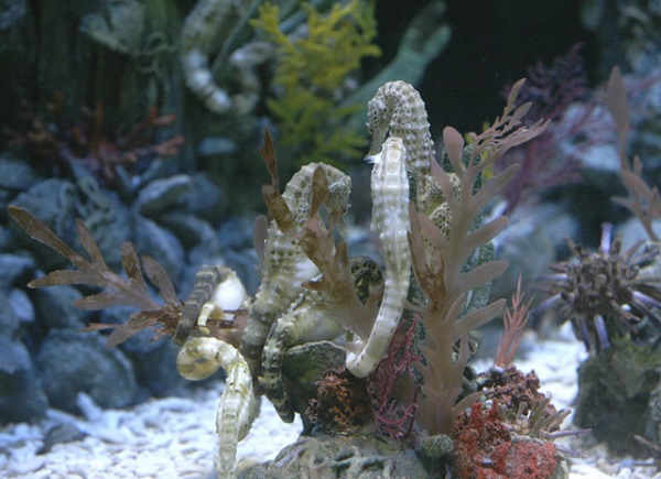 Удивительный морской конек. 15651.jpeg Удивительный морской конек. 15651.jpeg