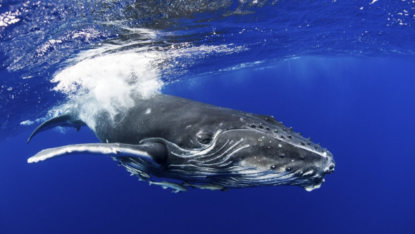 У берегов Чукотки сократилось число горбатых китов. животные, морские животные, горбатые киты, Чукотка