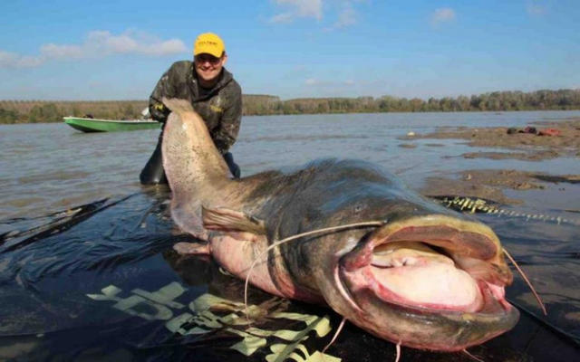 Польский рыбак поймал самого большого сома в истории. 13671.jpeg