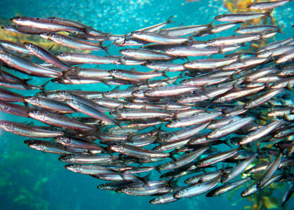 Популяция хамсы в Черном море  сократилась в два раза. рыба, хамса, Черное море