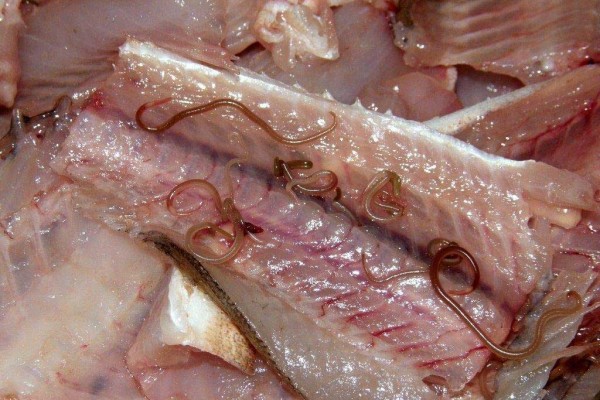 Биологи предупредили о зараженной рыбе в Липецкой области. рыба, паразиты, Липецкая область