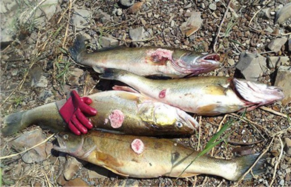 В пинежских озерах поймали рыбу покрытую язвами. рыба, язвы, Пинежский район