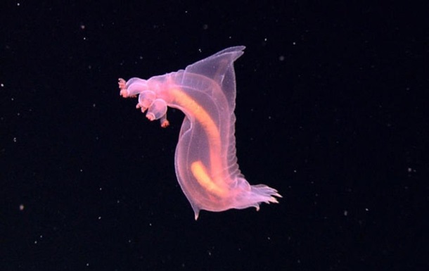 Ученые сфотографировали фантастический морской огурец. 13719.jpeg Ученые сфотографировали фантастический морской огурец. 13719.jpeg