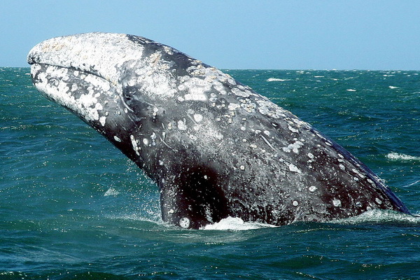 Серые киты мигрируют из Тихого океана в Атлантический, где их не было замечено с 18 века.. 14731.jpeg