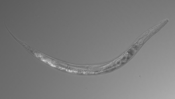 В Калифорнии обнаружили трехполых червей. озеро Моно, трехполые черви, ученые, Калифорния, США