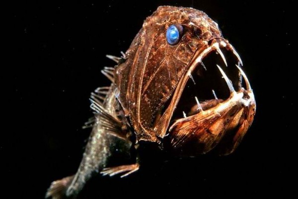 Ученые изучают морских обитателей глубоководных впадин.. 14755.jpeg Ученые изучают морских обитателей глубоководных впадин.. 14755.jpeg