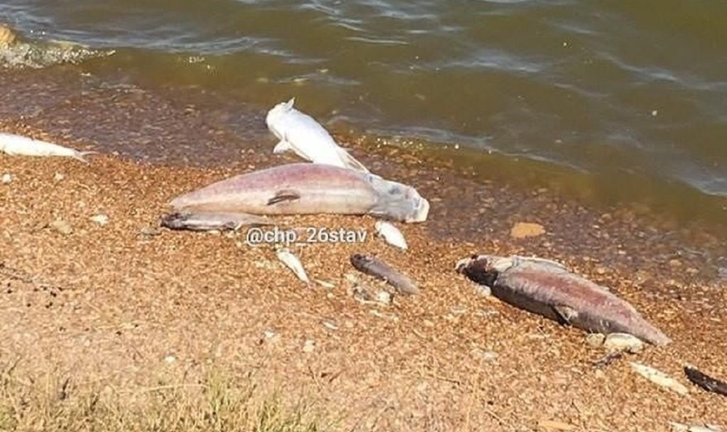 Расследуются причины мора в Новомарьевском лимане. 15833.jpeg Расследуются причины мора в Новомарьевском лимане. 15833.jpeg