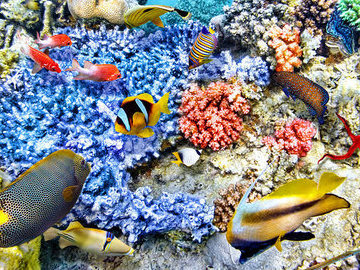 Биоразнообразие рыб и коралловые рифы