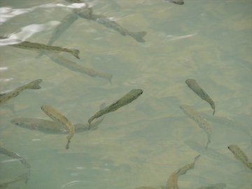 Под Белозерском зарыбляют водоем форелью
