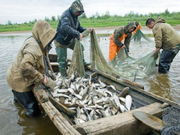 В притоках Амура расписали добычу кеты для КМНС