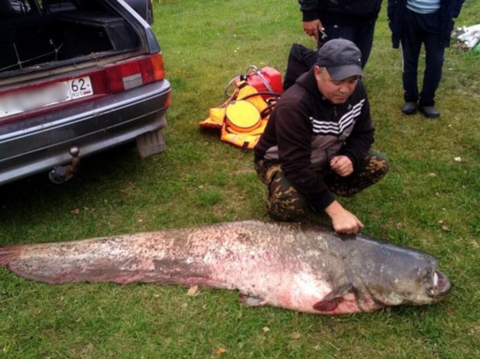 Рыбак из Рязани поймал сома весом 71 килограмм