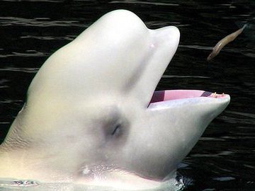 «Морская канарейка»: белые киты любят поговорить