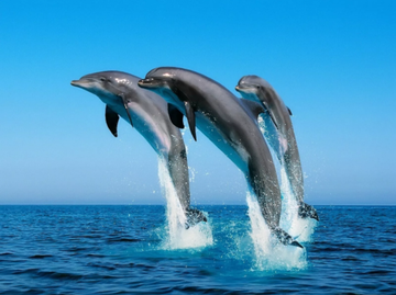 В Японии продолжают охоту на дельфинов