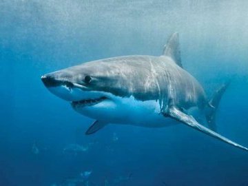 Насколько опасна белая акула?