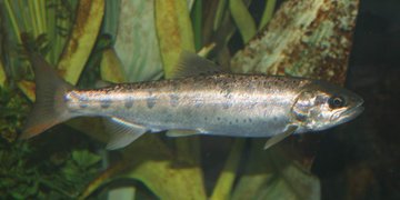 Приморцы остались без лицензий на лов симы