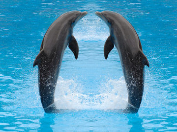 У дельфинов Ла-Манша обнаружили высокое содержание ртути