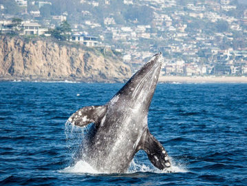 На Чукотке выявлен факт незаконного отлова серых китов