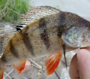 Океанолог "разрешила" есть окуней с "веснушками"