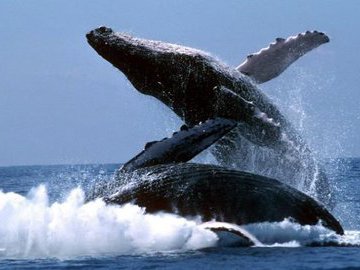 Удивительные факты о китах