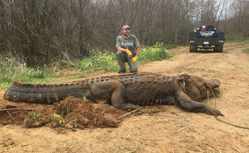 Биологи помогли аллигатору умереть