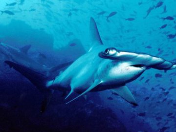 Зачем акуле-молот нужен молот?