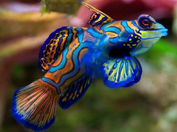 Ихтиологи назвали самую красивую рыбу