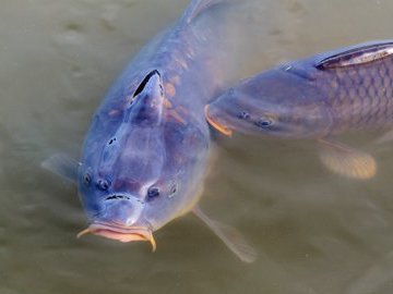 Основные «искусственные» виды рыбы