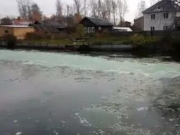Под Нижним Тагилом в Черноисточинском пруду массово гибнет рыба