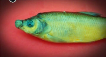 Эксперт рассказал о качестве московской рыбы