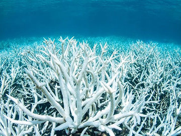 Что происходит с рыболовством, когда коралловые рифы обесцвечиваются?
