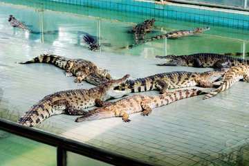 В МГУ крокодильи фермы назвали неоправданным риском