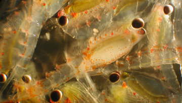 Норвежские рыбаки будут ловить планктон