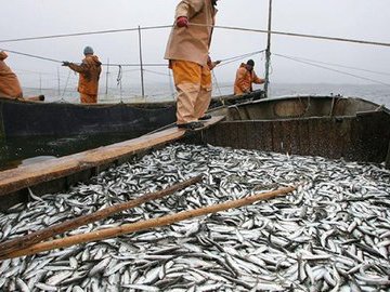 Муксун вместо пеляди. На Ямале воспроизводят особо ценные виды рыб