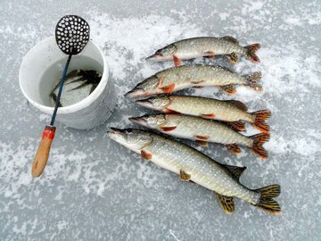 Щука на зимней рыбалке