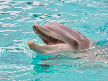 В мексиканском Канкуне построят крупнейший в мире морской парк с дельфинами
