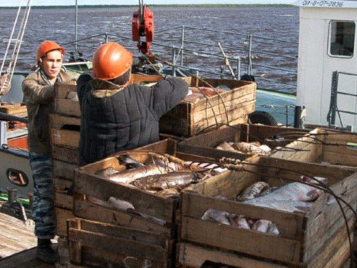 Коренным народам Ямала увеличили квоты на традиционное рыболовство