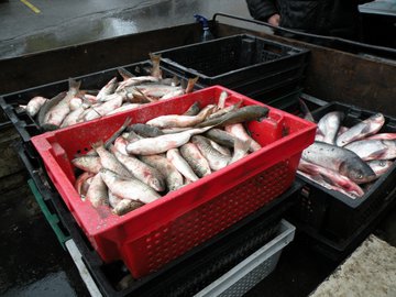Под Ростовом изъято больше тонны рыбы без документов