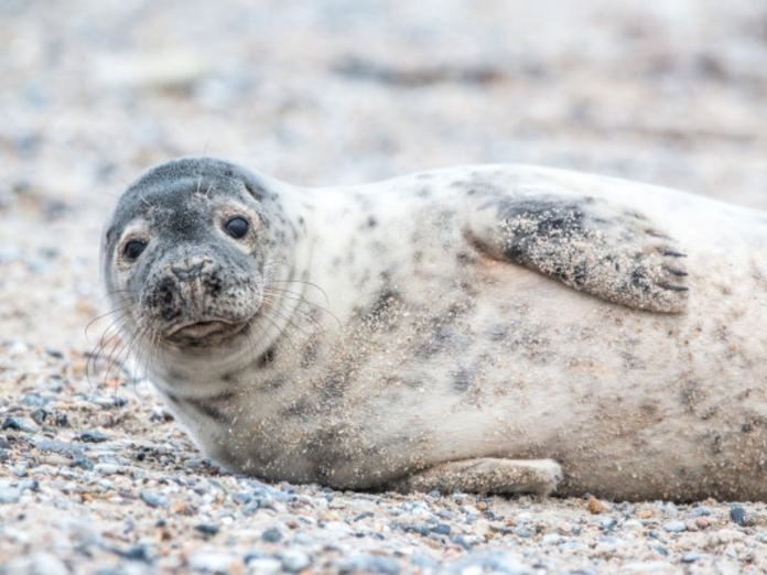 Сахалинским рыбакам не удалось спасти детеныша тюленя