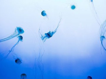 Найден медузоподобный паразит, который разучился дышать