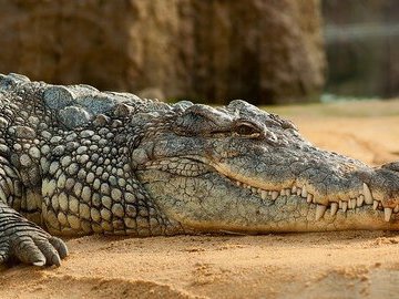 На берег реки в Уэльсе вынесло похожее на крокодила существо