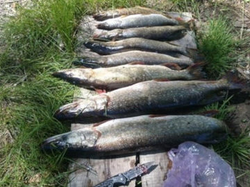 В астраханских водоемах незаконно выловили более 23 тонн рыбы