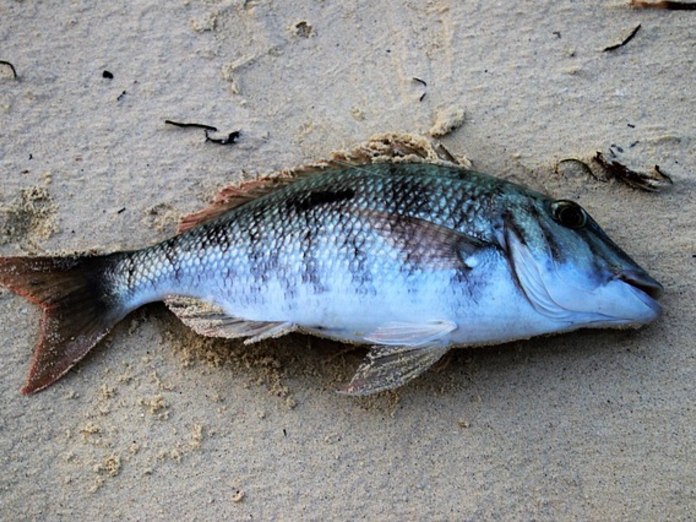 Браконьерство могло привести к гибели рыбы в Бессоновском районе