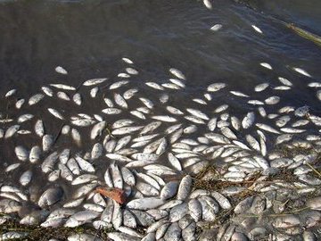 Проблема истощения рыбных ресурсов