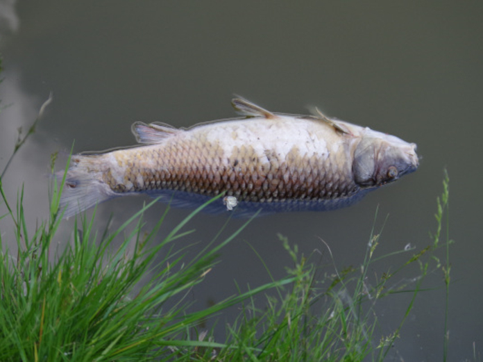 В водоемах Пензенской области массово гибнет рыба