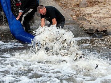 В Ставропольском крае проходит кампания по зарыблению водоемов