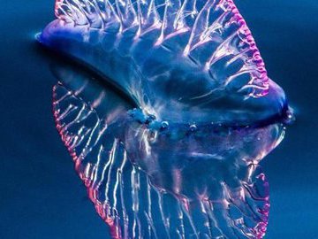 В глубинах океана обнаружили 47-метровую сифонофору