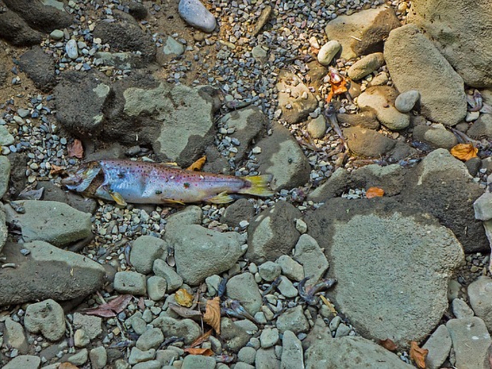 Минприроды Омской области проверит водоемы из-за массовой гибели рыбы