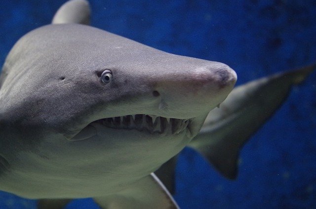 Из-за австралийцев белые акулы остались без еды